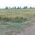 خرید زمین کشاورزی کلوده